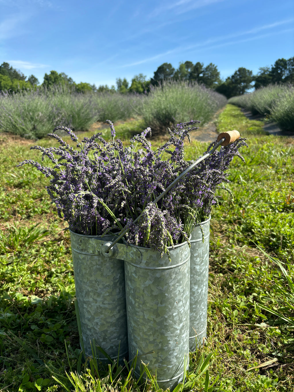 Lavender Magnesium Bathsalts