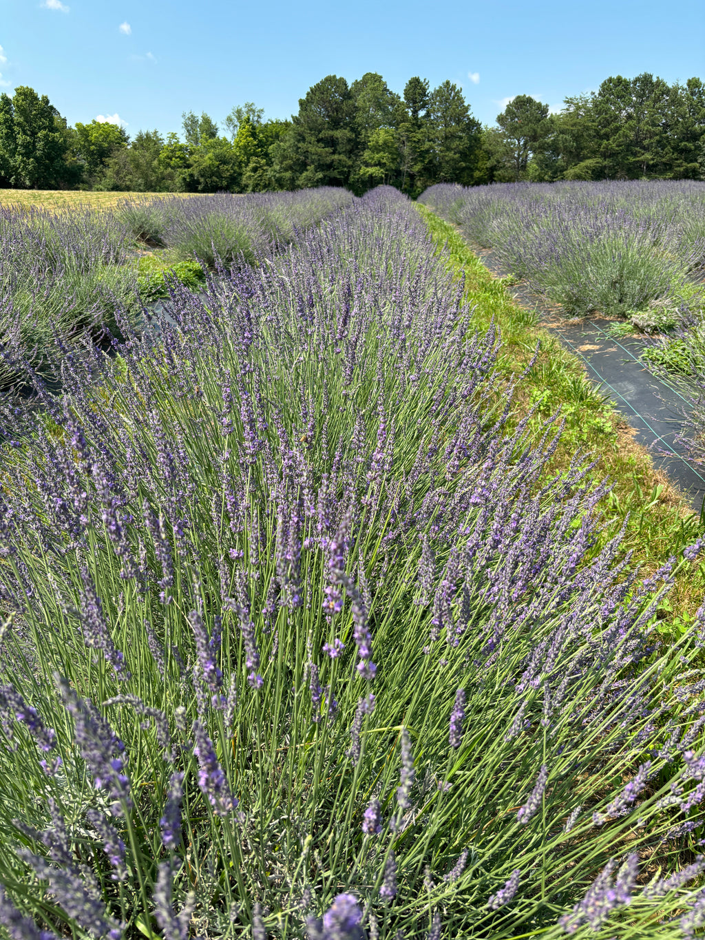 Lavender Infused Dryerball with organic Lavender oil refill