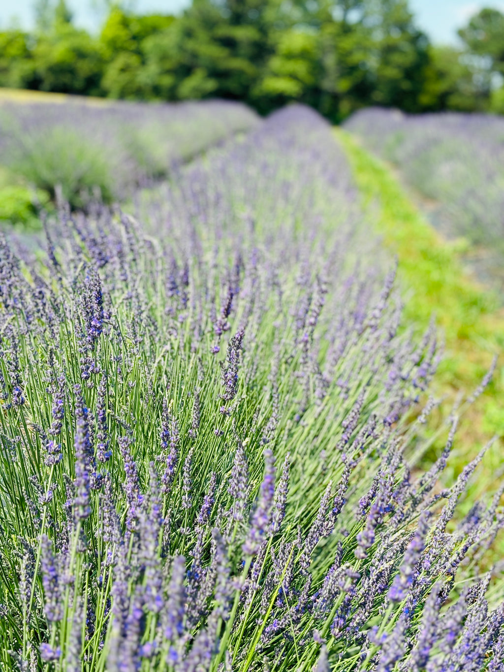 Lavender Tighten & Tone